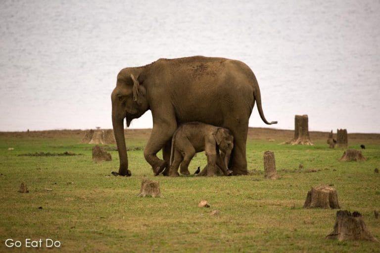 The state animal of Karnataka, the Indian elephant (Elephas maximus) in ...