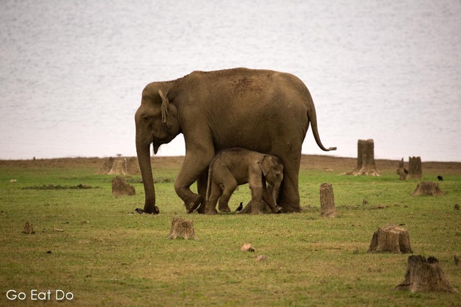 The state animal of Karnataka, the Indian elephant (Elephas maximus) in the Nagarhole National Park