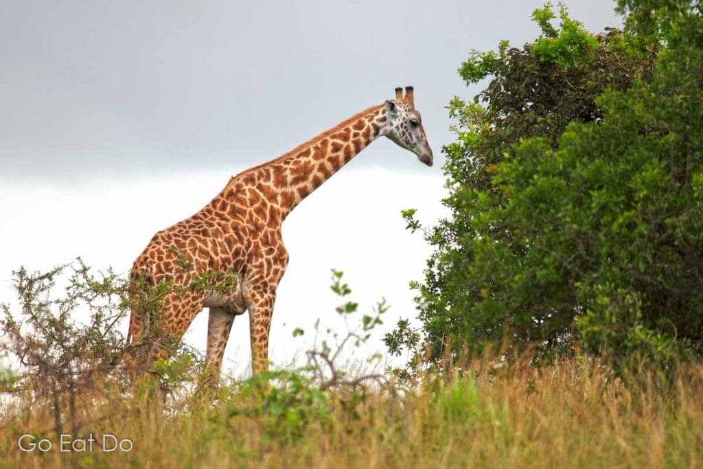 Female Masai giraffe grazing in Akagera National Park, Rwanda.