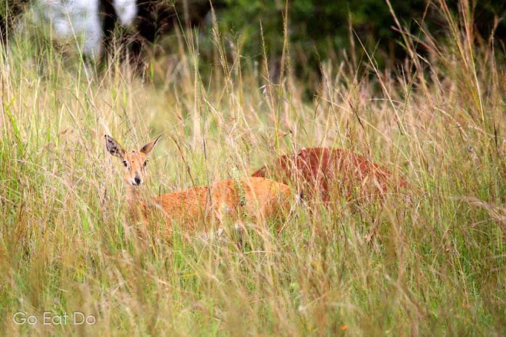 Oribi (Ourebia ourebi) peeking from grass on Akagera National Park, which was established in 1934 and is Rwanda's largest national park.