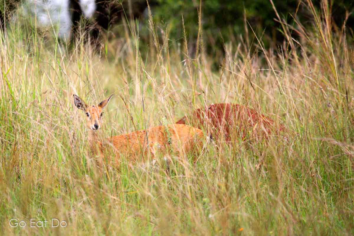Oribi (Ourebia ourebi) peeking from grass in Akagera National Park, which was established in 1934 and is Rwanda's largest national park.