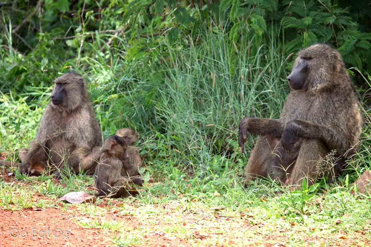 Family of olive baboons (Papio anubis) sitting on the ground in Akagera, which is also home Africa's Big 5 game animals.