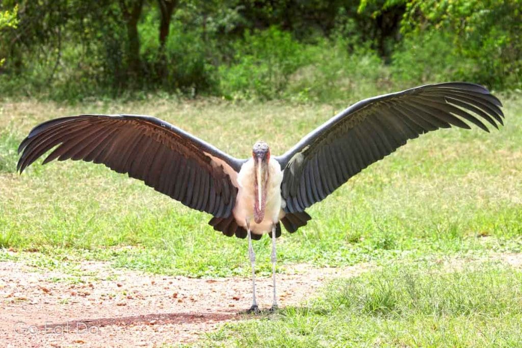 Marabou stork (Leptoptilos crumeniferus), sometimes known as the undertakerbird, with wings outstretched in Akagera National Park, Rwanda.