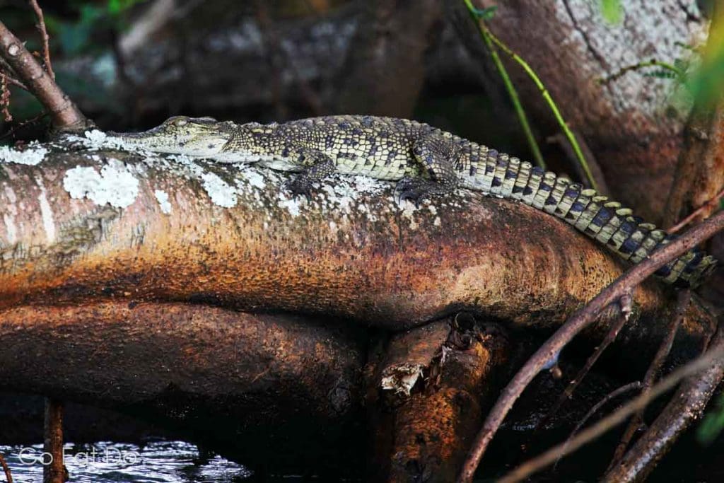 Young Nile crocodile (Crocodylus niloticus) basking on a log by Rwanda's Lake Ihema.