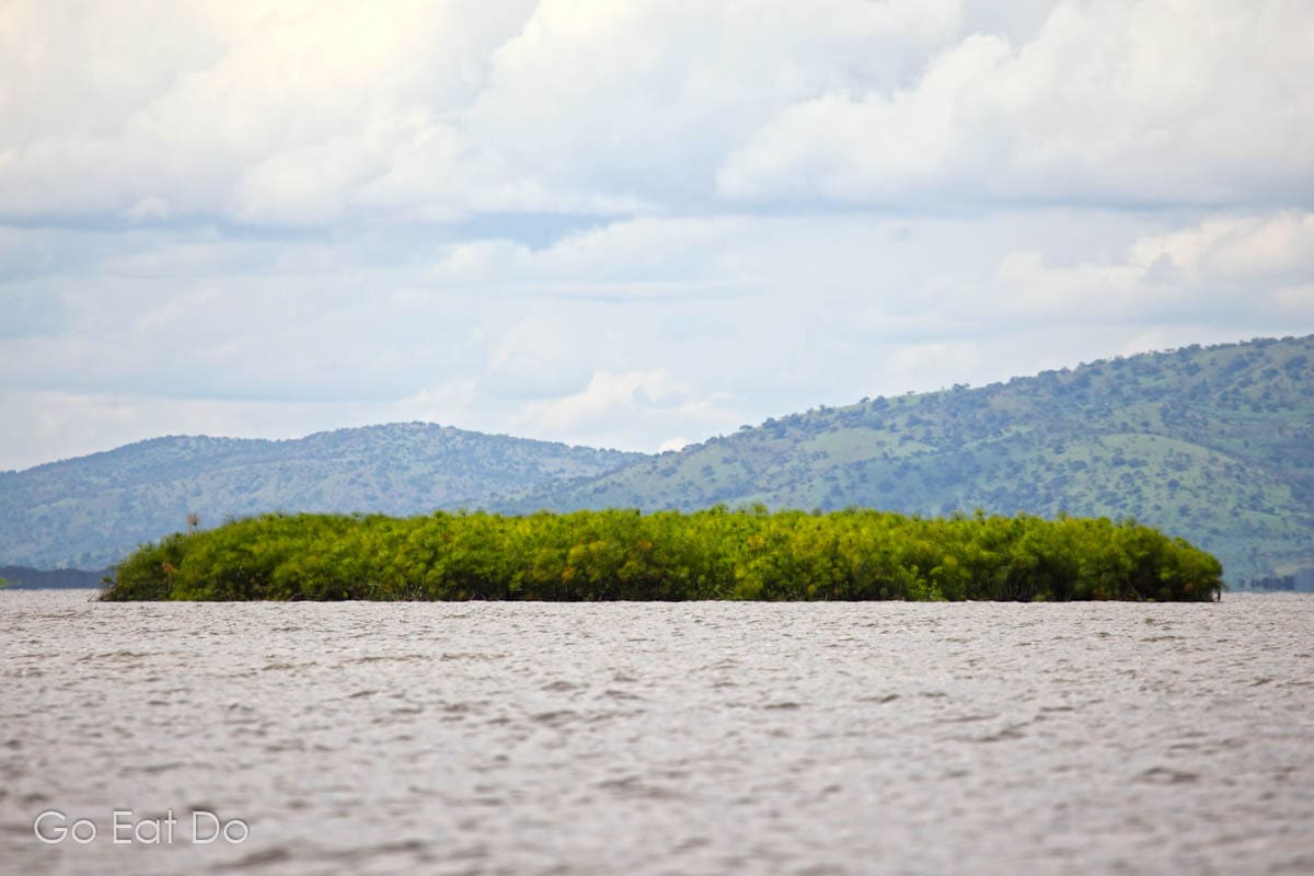 Island of papyrus (Cyperus papyrus) floating on Lake Ihema in north-east Rwanda.