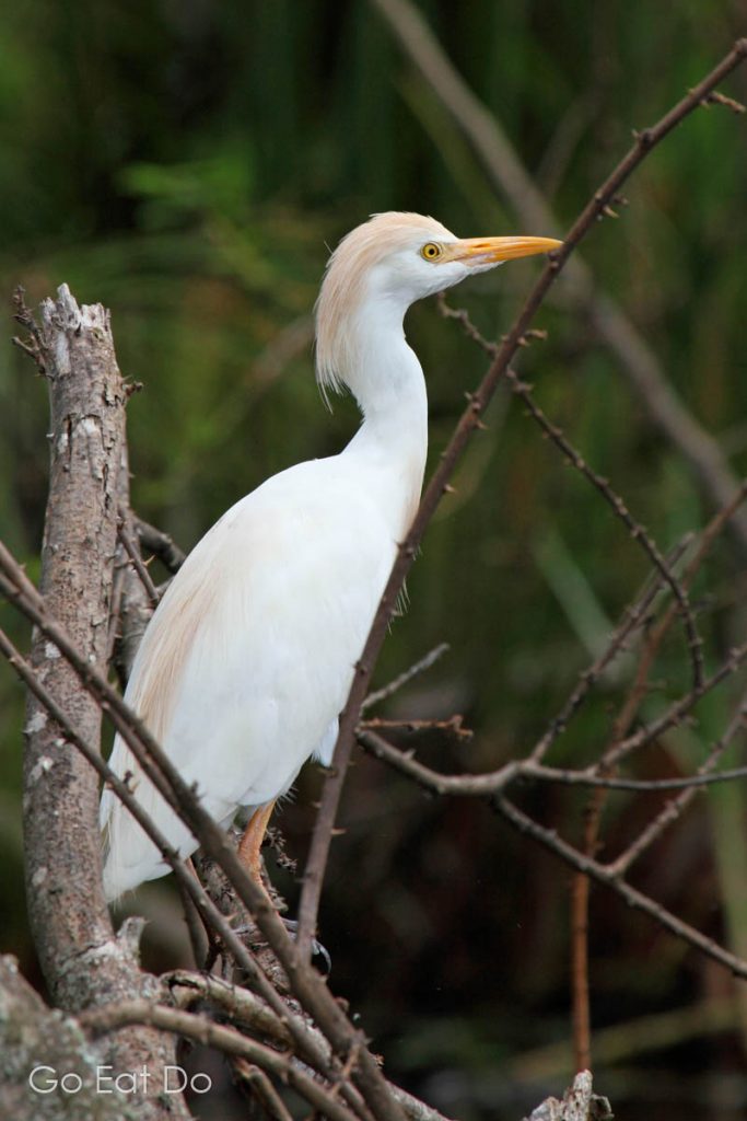 Cattle egret (Bubulcus ibis) patiently sitting by Lake Ihema.