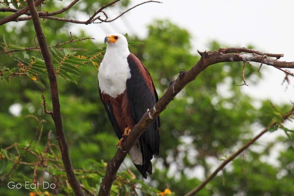 African fish eagle is one of more than 500 species of bird to have been spotted in Akagera, which is a rewarding place for birders to visit.