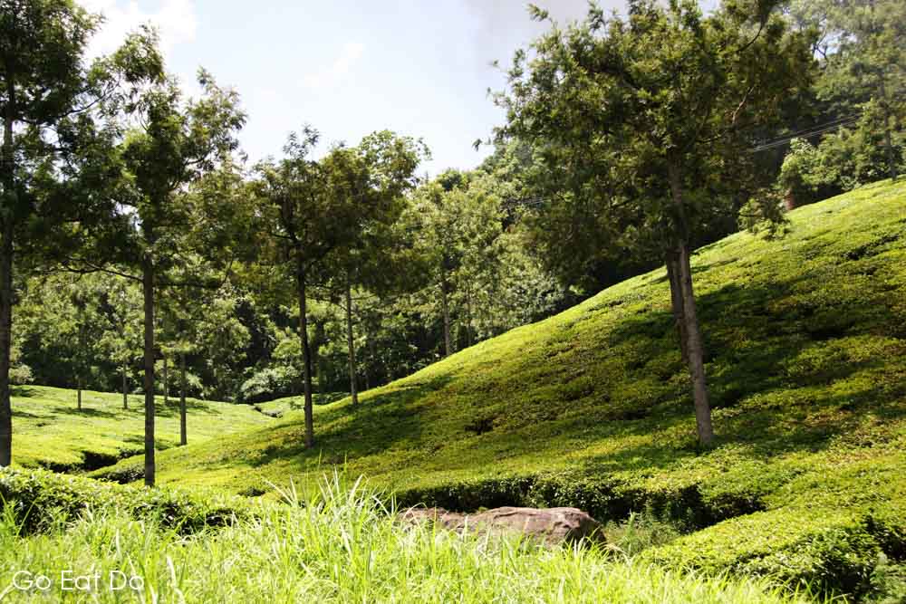 Trees grow in a tea plantation in the Nilgiri Hills of Tamil Nadu, India