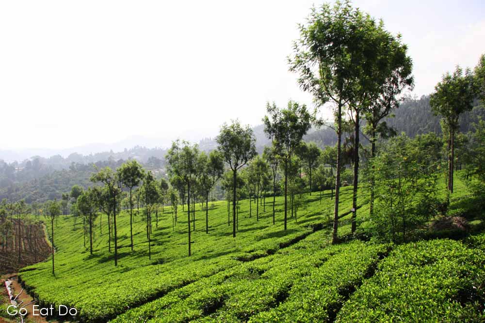 A tea plantation in the Nilgiri Hills of Tamil Nadu, southern India