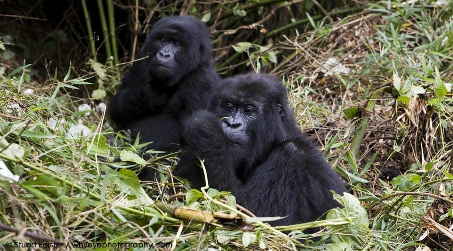 Two mountain gorillas sit in their nest in Volcanoes National Park, Rwanda