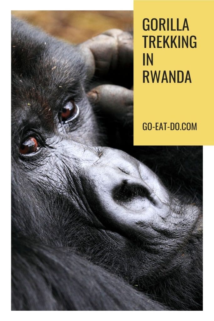 Pinterest pin for Go Eat Do's blog post about gorilla trekking in Rwanda's Volcanoes National Park