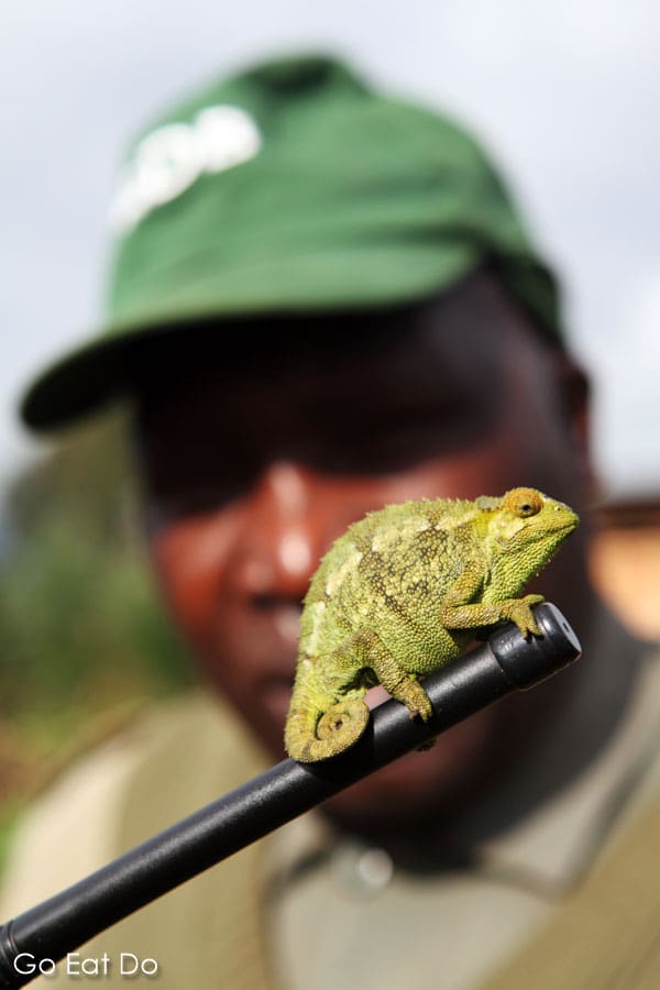 Guide holds up a chameleon in the Volcanoes National Park, Rwanda