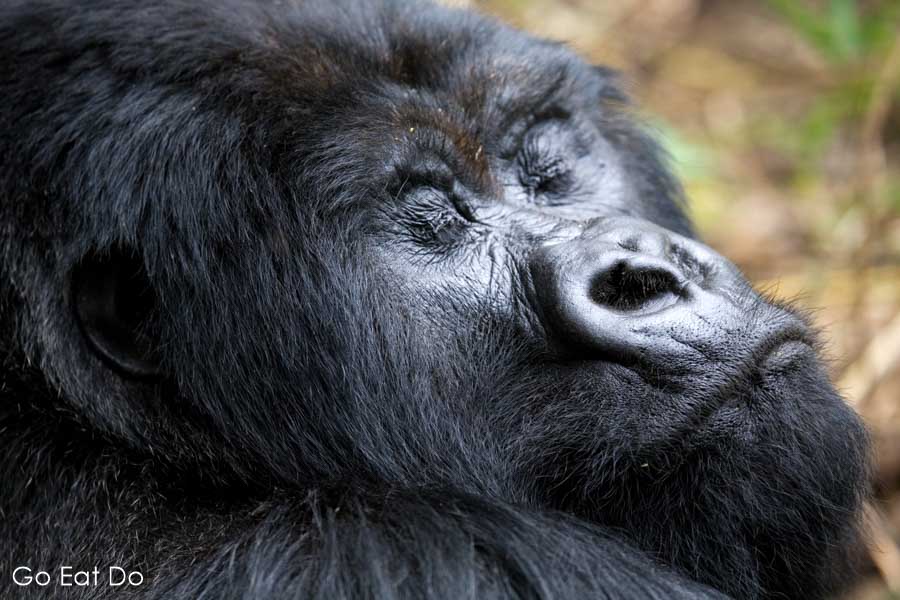 Face of a mountain gorilla (Gorilla beringei beringei) living wild on the Virunga Mountain Range in the Volcanoes National Park, Rwanda