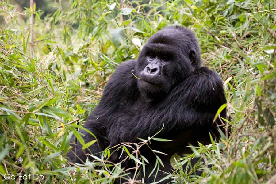 Mountain gorilla living wild on the Virunga Mountain Range in the Volcanoes National Park of Rwanda
