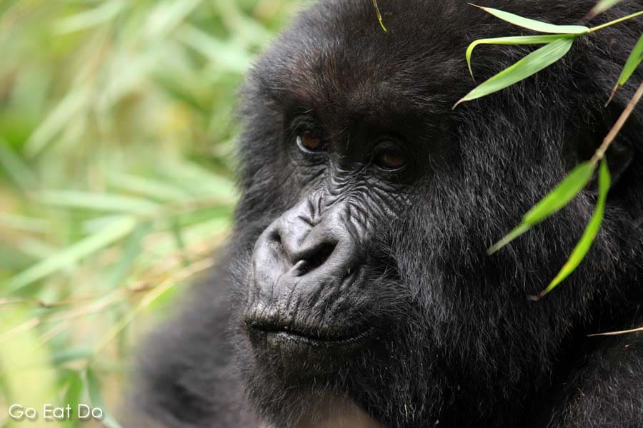 Face of a mountain gorilla (Gorilla beringei beringei) living wild on the Virunga Mountain Range in the Volcanoes National Park, Rwanda
