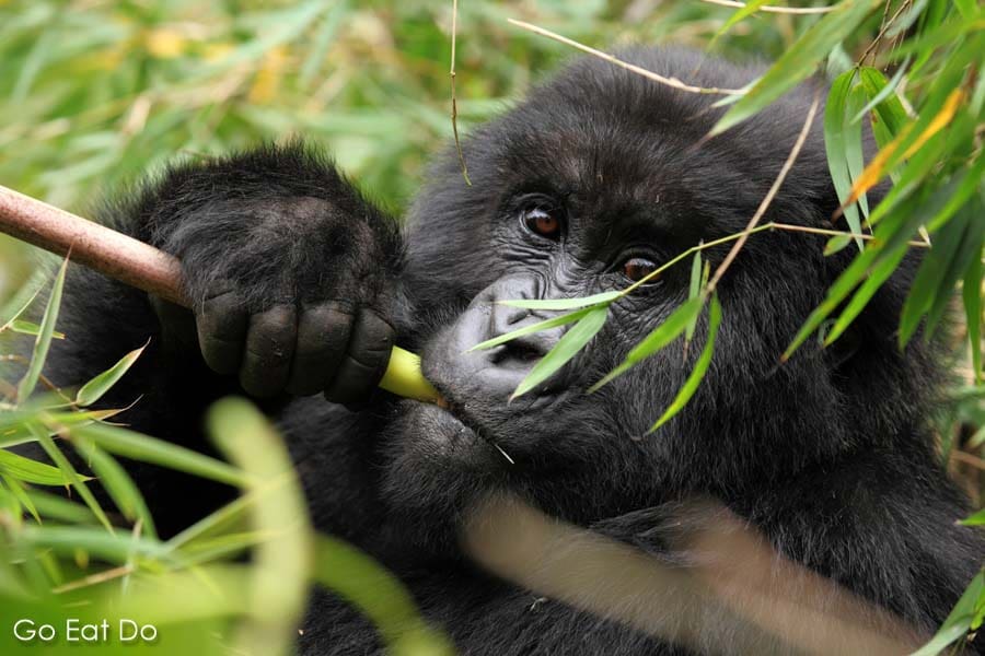 Mountain gorilla eating bamboo in the Virunga Mountain Range in the Volcanoes National Park, Rwanda