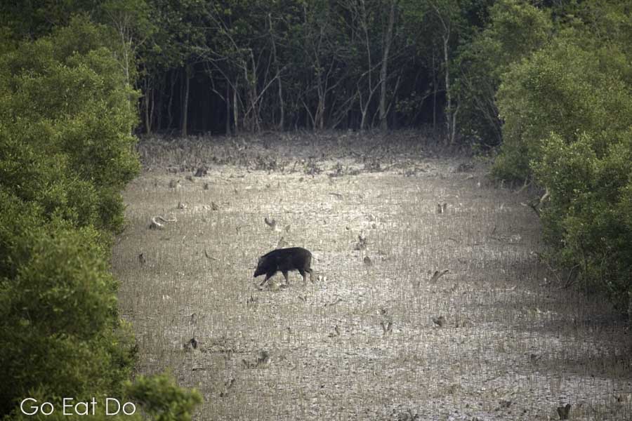 Boar crossing a clearing in the Sunderbans National Park, West Bengal, India