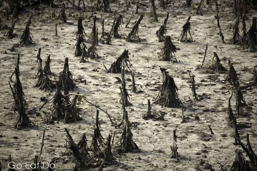 Mangroves on mud flats in Sundarbans National Park in West Bengal, India.