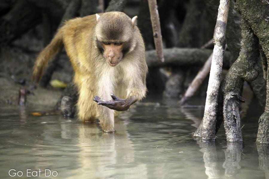 Macaque eating by mangroves in the Sundarbans National Park in West Bengal, India