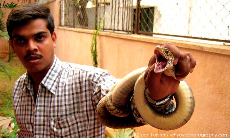 Babu, a snake catcher, holding a rat snake caught in Bengaluru (Bangalore), India