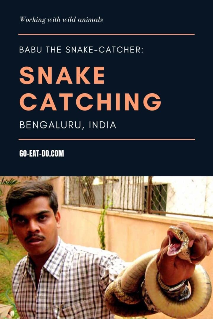 Pinterest pin for the Go Eat Do blog post about snake catching in Bengaluru, India