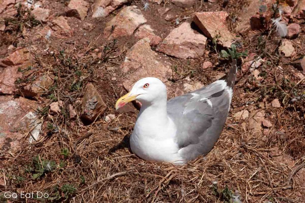 A yellow-legged gull (Larus cachinnans), one of the gulls that nest on the Berlengas Islands