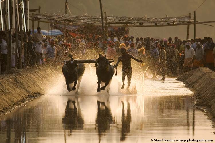 Indian man races a pair of buffaloes at sundown on a watery track during Kambala racing in Karnataka, India