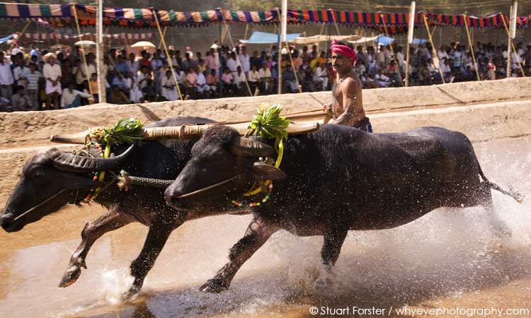 Indian man racing a pair of buffaloes during a Kambala race in Karnataka, India
