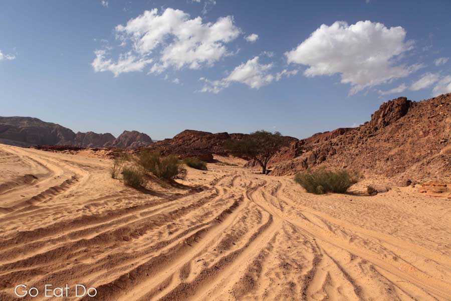 Tracks in the sand of the Sinai Desert lead towards a tree by a small oasis by the Coloured Canyon.