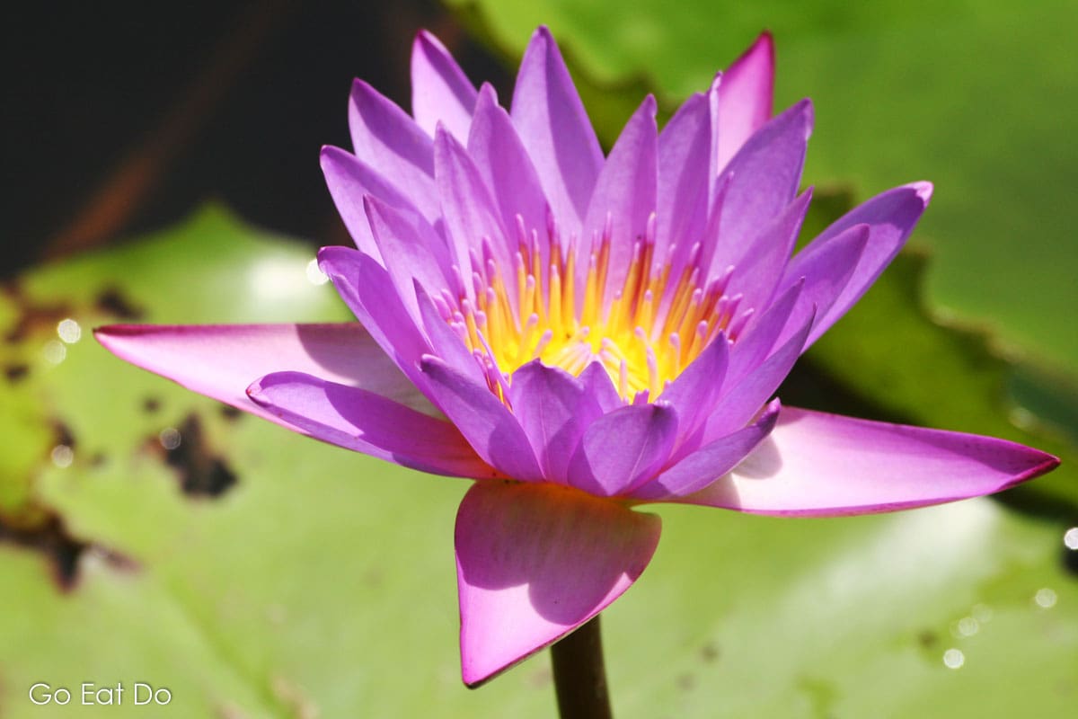 A purple and yellow water lily flowering in Kerala.