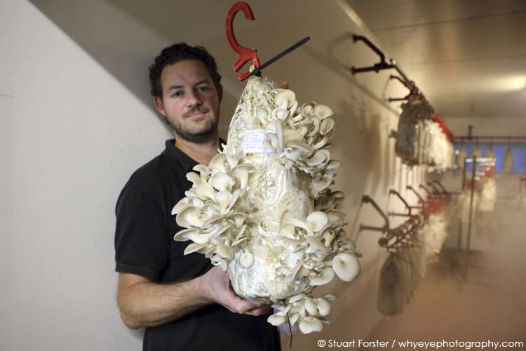Mark Slegers of Rotterzwam shows a harvest of oyster mushrooms in Rotterdam, the Netherlands