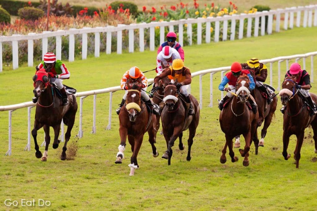 Racing horses during a race meeting.
