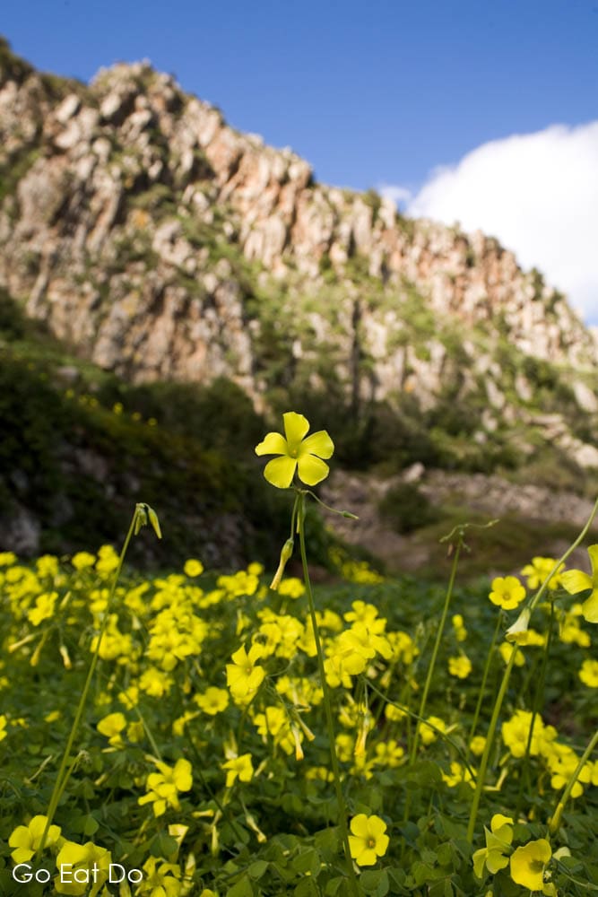 Yellow flowers in Anaga Rural Park, a popular destination with walkers in north-east Tenerife