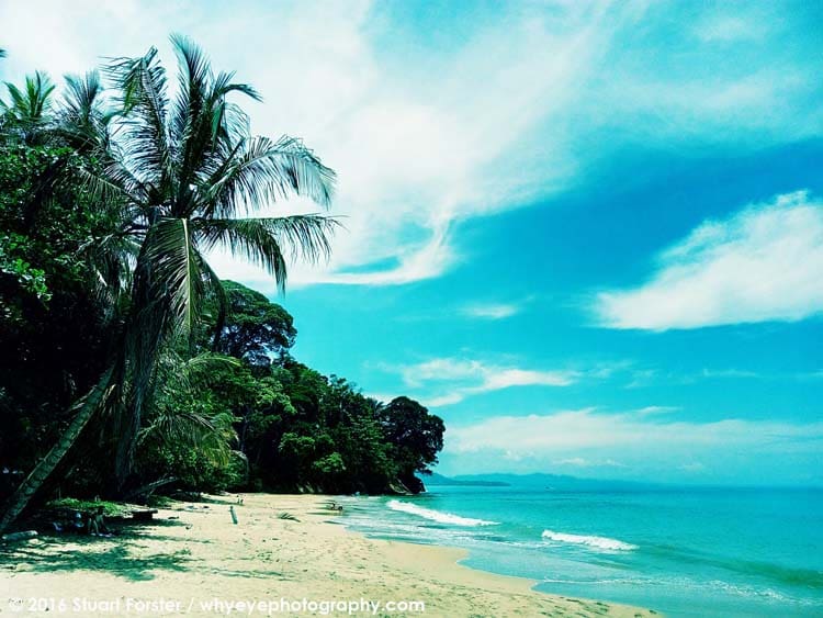 Palm trees and the Caribbean Sea on a sunny day at Uva Beach in Costa Rica