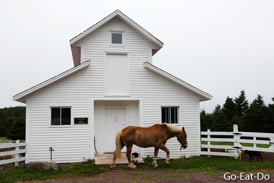A Newfoundland pony by the barn in the property's 100-acre grounds.