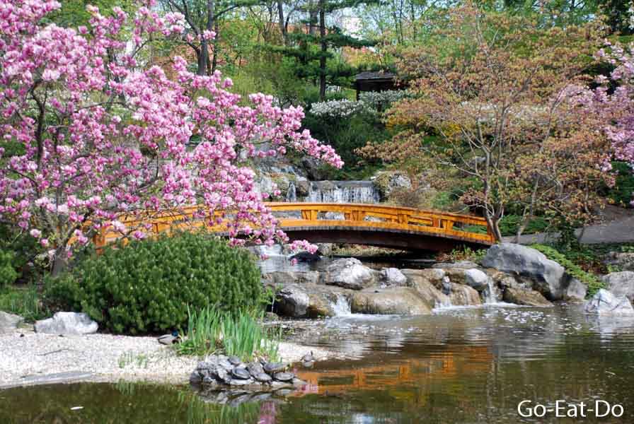 Japanese style bridge and blooming cherry trees in Vienna, Austria