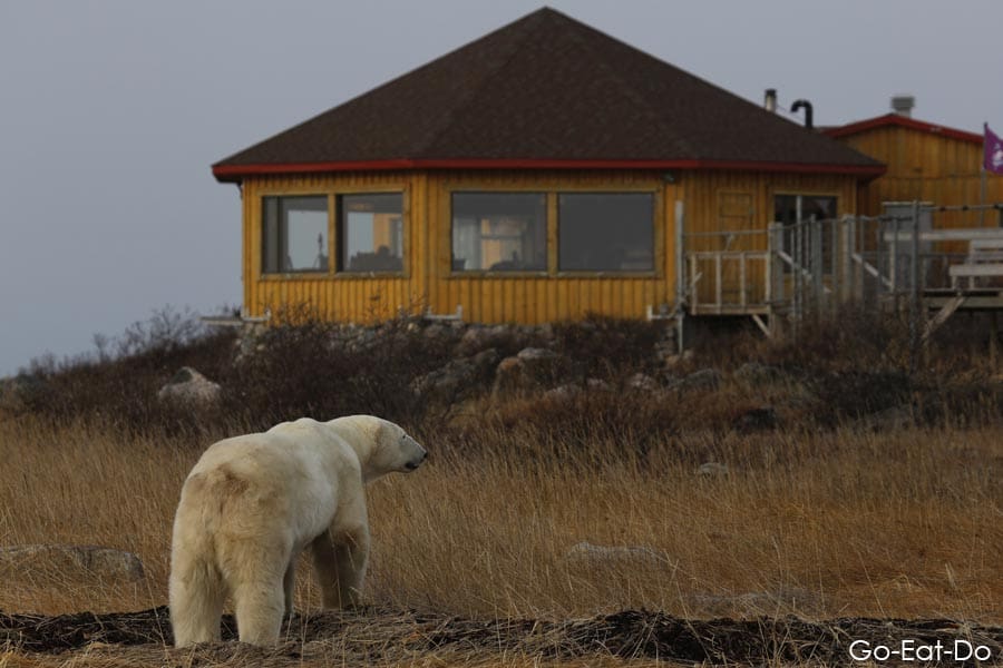 Polar bear close to Churchill Wild's Seal River Heritage Lodge in Manitoba, Canada