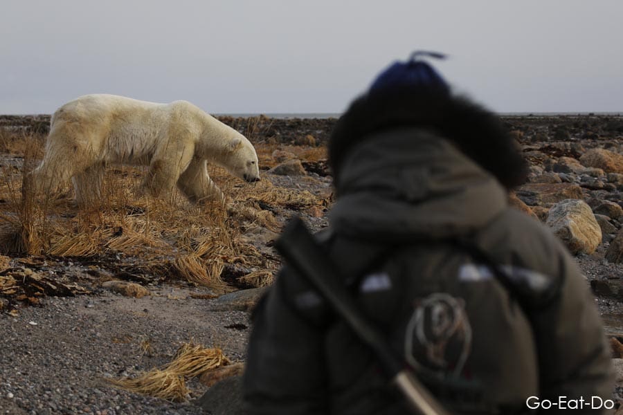 Man observing a polar bear on tundra north of Churchill in Manitoba, Canada