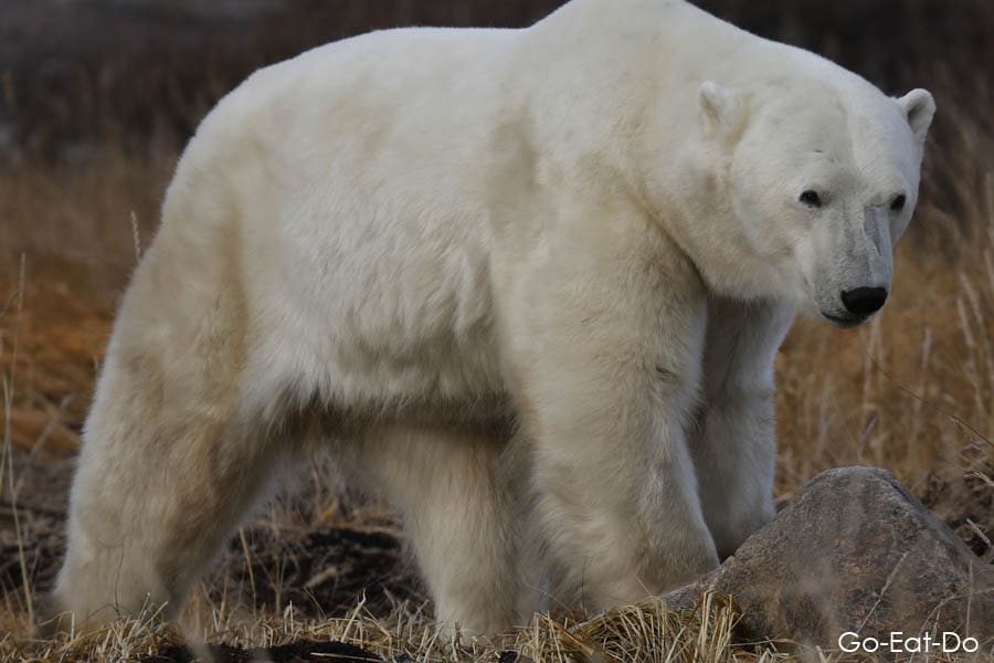 Polar bear in near Churchill in Manitoba, Canada