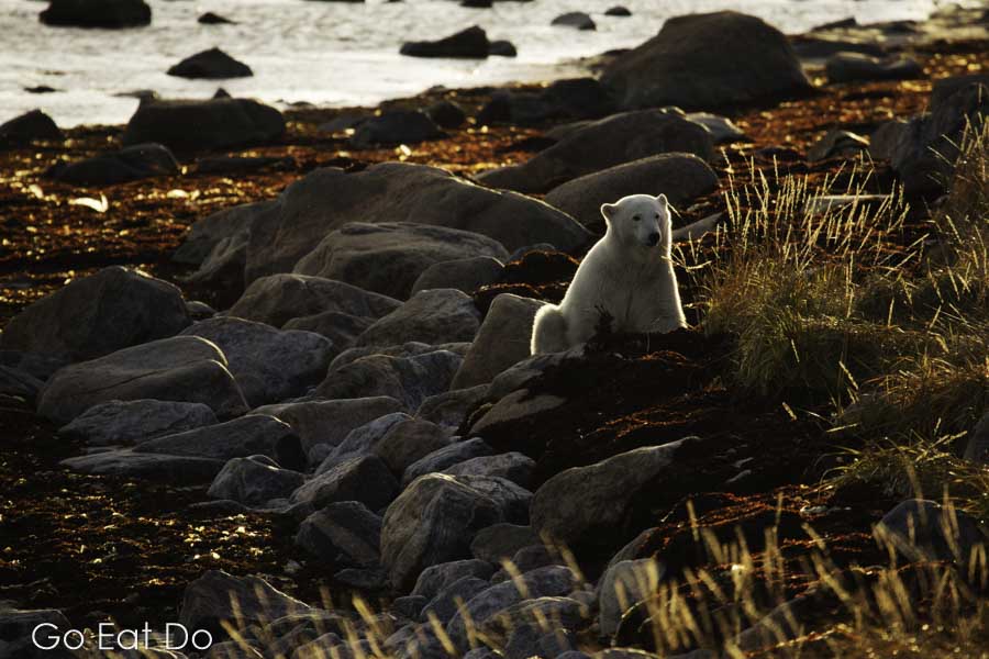 Polar bear sitting on rocks by the Seal River in northern Manitoba, Canada.