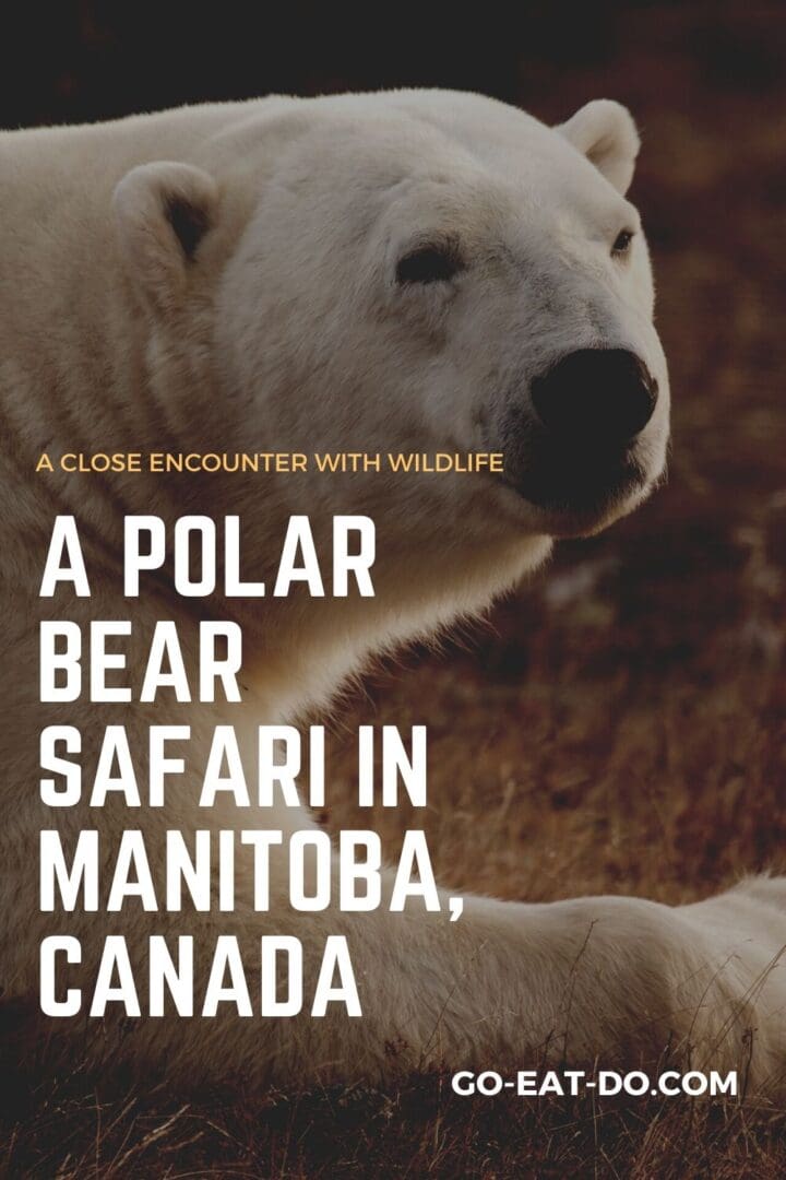 Pinterest pin for Go Eat Do's blog post about a polar bear safari in Mantoba, Canada