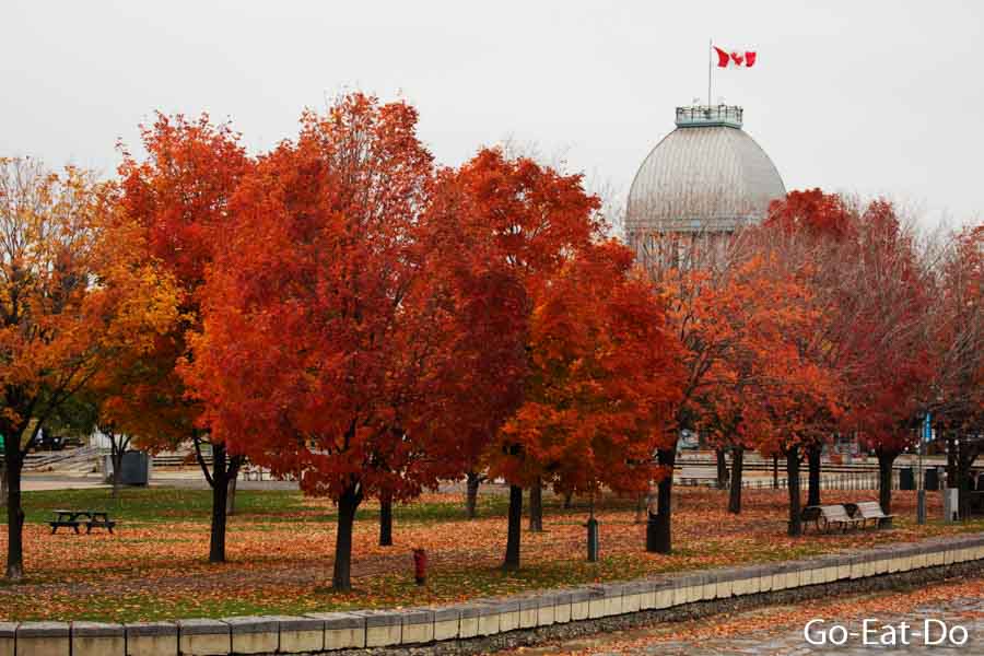 Red maple trees show their bold fall colours in Montreal, Canada