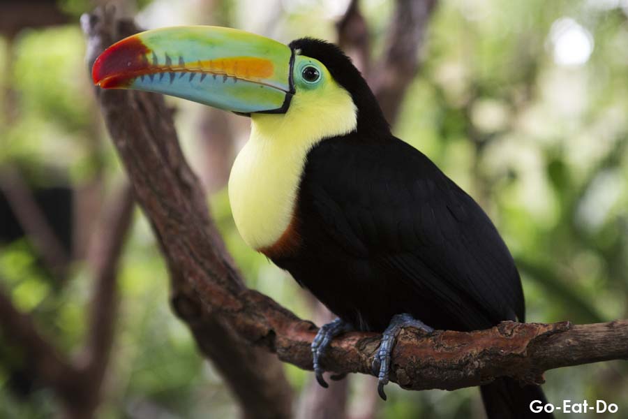 Keel-billed toucan (Ramphastos sulfuratus) in Poas Volcano National Park, Costa Rica