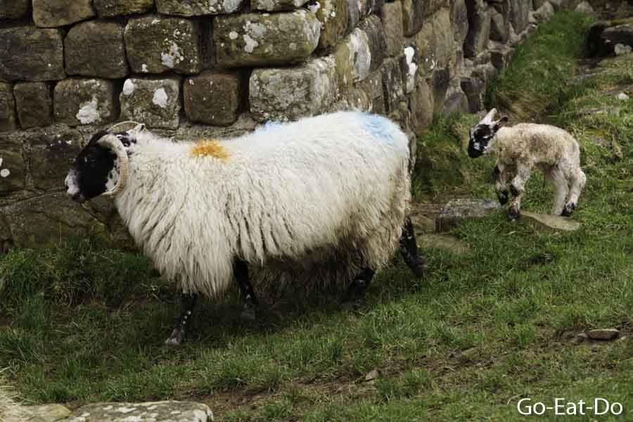 Ewe and a spring lamb born at Mile Castle 39 on Hadrian's Wall in Northumberland, England