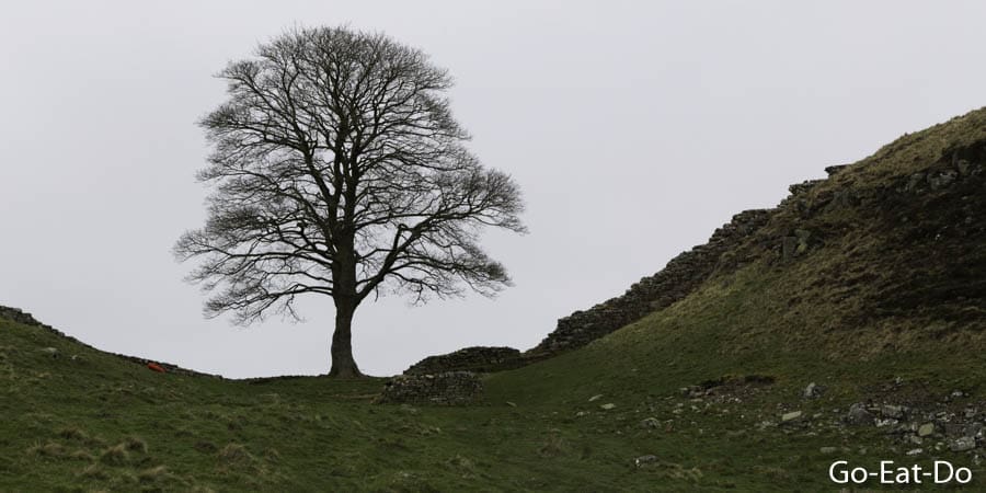 Leafless sycamore tree during springtime by Hadrian's Wall at Sycamore Gap in Northumberland, England