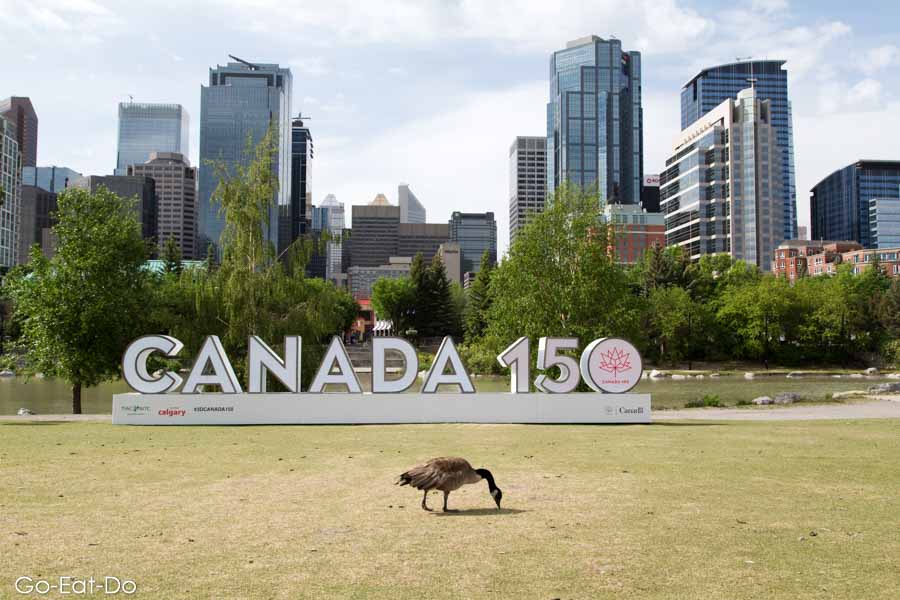 Canada goose grazes by a Canada 150 sign in Calgary, Alberta, Canada