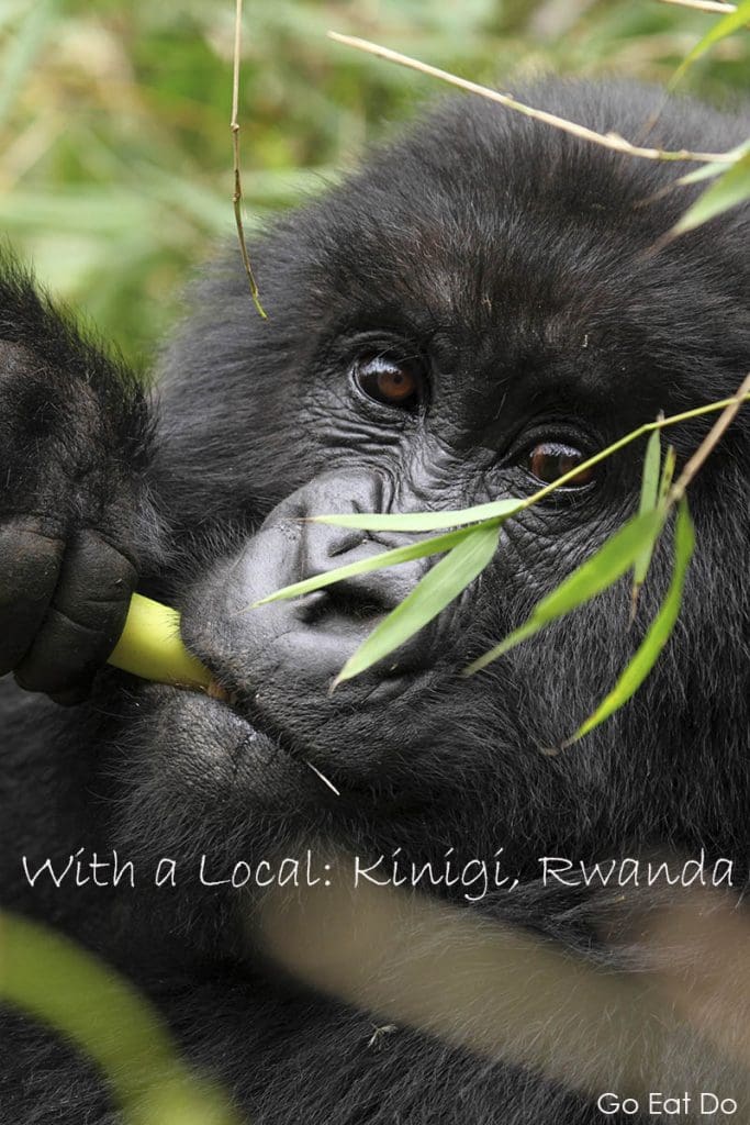 Pinterest pin featuring the face of a mountain gorilla eating bamboo in the Virunga Mountain Range of Rwanda, for the Go Eat Do post With a Local: Kinigi, Rwanda