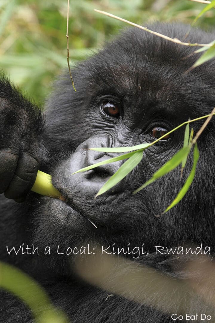 Face of a mountain gorilla (Gorilla beringei beringei) eating bamboo in the Virunga Mountain Range of Rwanda.