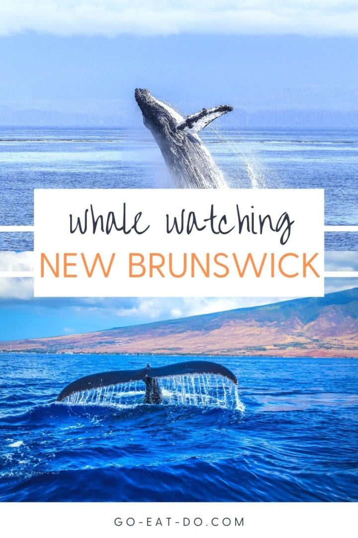 Travel tips on an epic whale watching in New Brunswick tour.
