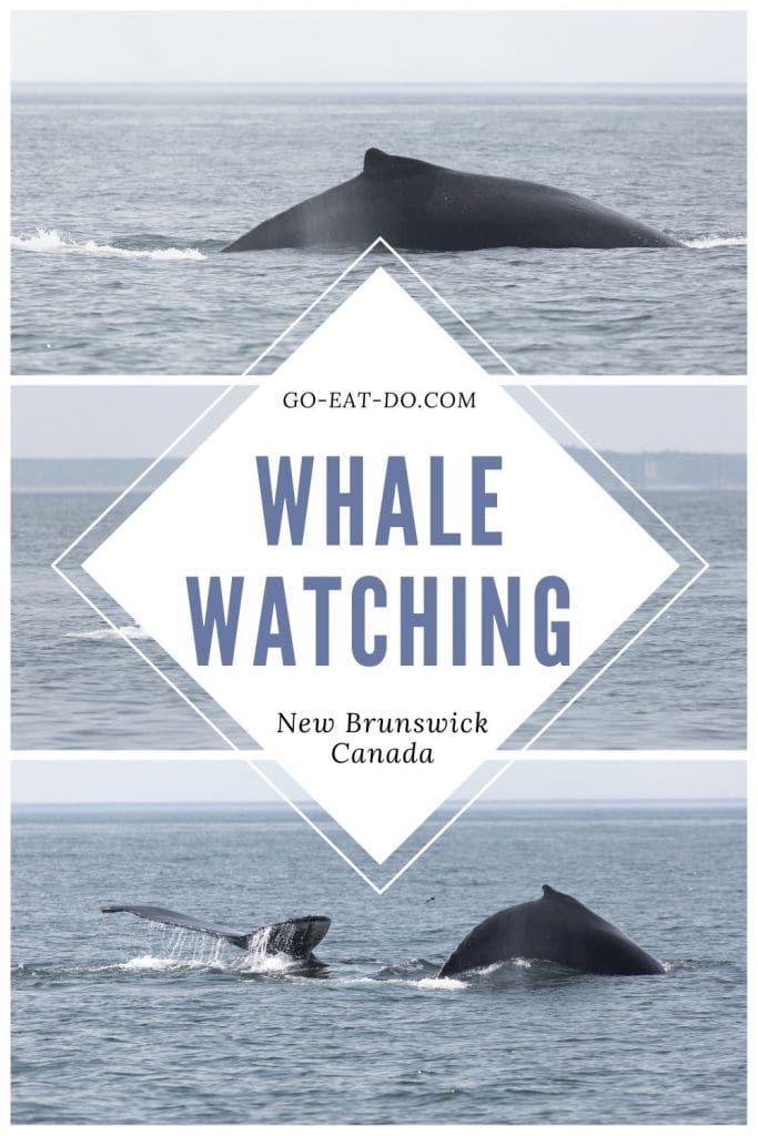 Pinterest pin for Go Eat Do's blog post about whale watching in the Bay of Fundy off New Brunswick, Canada